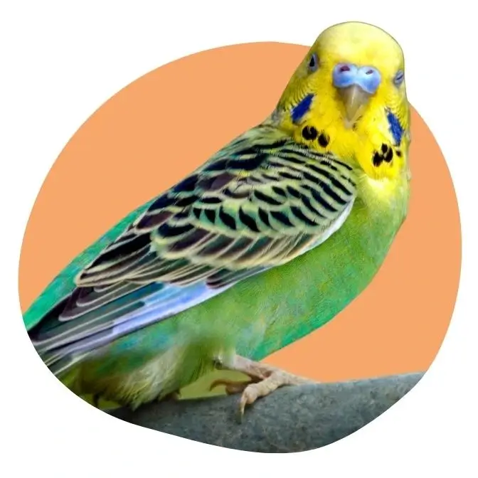 petsitter oiseau Bordeaux