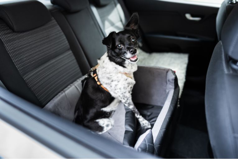 chien sécurité voiture