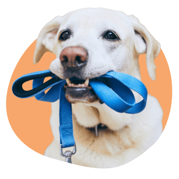 promeneur chien Bègles