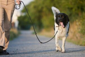 promenade chien bègles