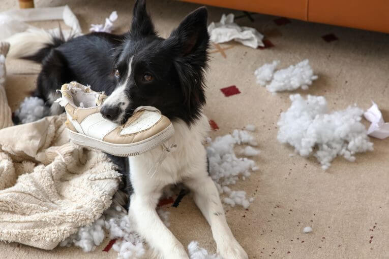 chien ne se dépense pas assez