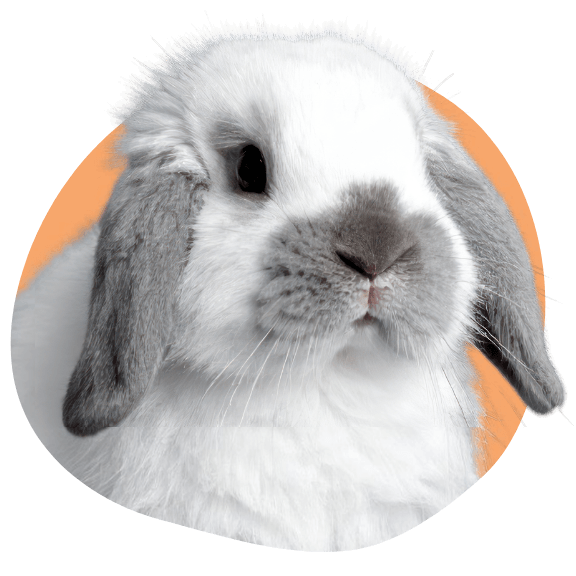 petsitter lapin Bègles