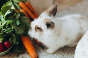 Garde lapin Bègles Floirac