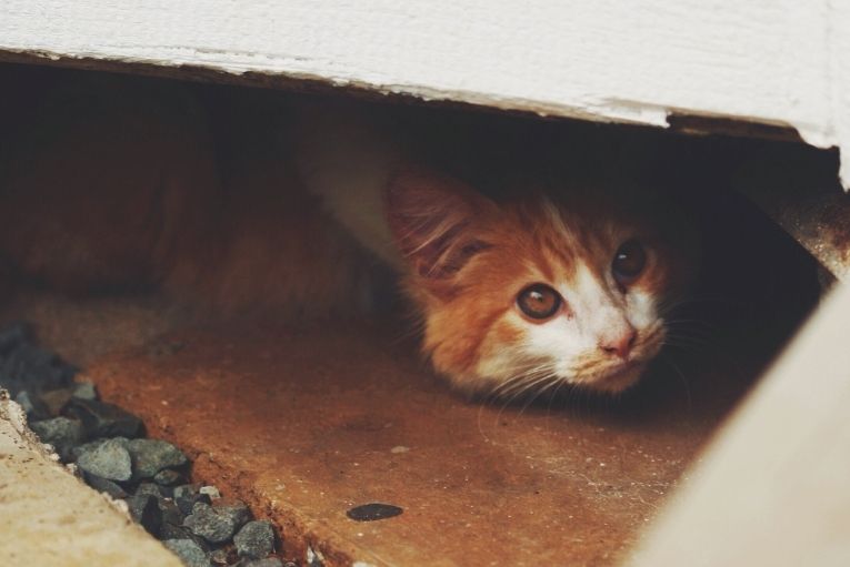 garde chat peureux bègles