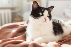 chat solitaire idées reçues