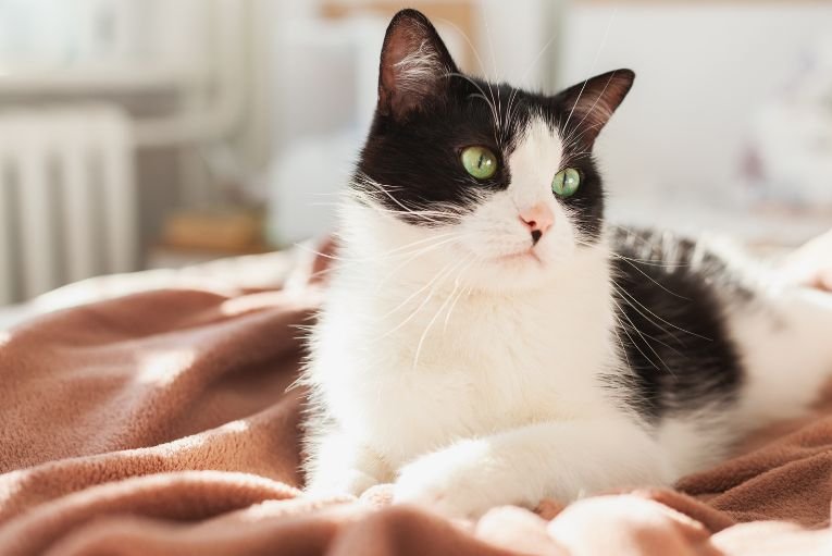 chat solitaire idées reçues