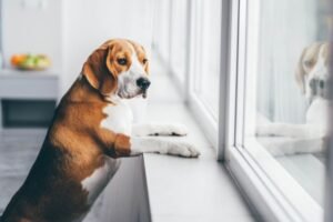 préparer animal reprise travail